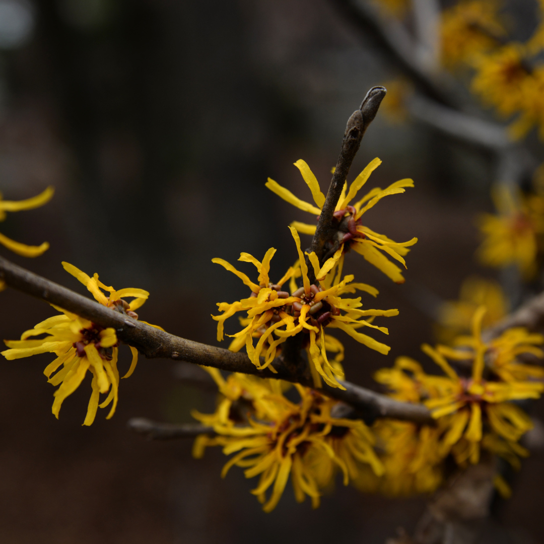 A fragrant and vibrant flower with tubular blooms in various colors, including white, yellow, and pink. Known for its sweet scent and nectar, attracting hummingbirds and butterflies. Used in traditional medicine and fragrances.