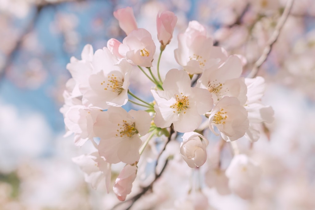 Image of a Peach Blossom flower, featuring delicate pink petals with a yellow center, set against a soft green background. The flower is in full bloom, showcasing its natural beauty